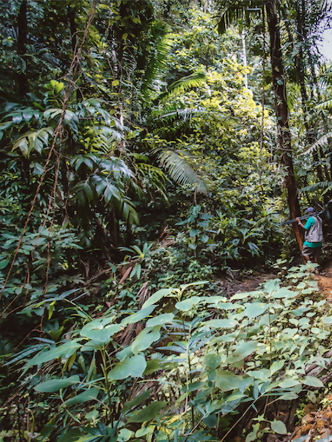 Explore the Oldest Protected Forest in the Hemisphere