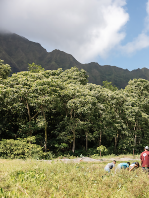Malama Hawaii Program: Giving Back on a Trip to Paradise