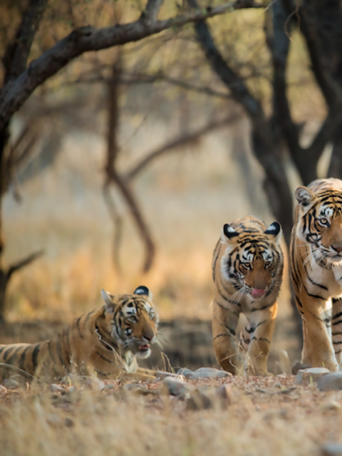 Travel During Year of the Tiger: Where to See Tigers in the Wild