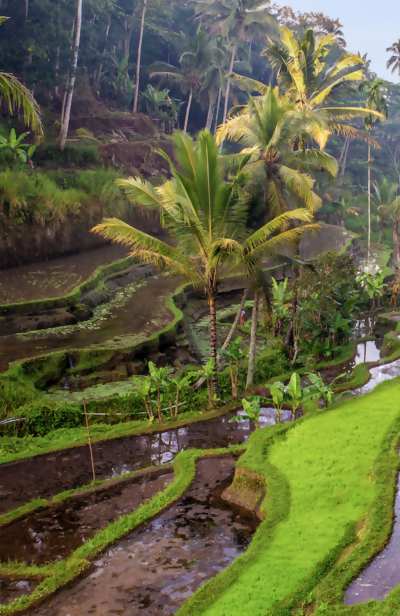 The Longest Hotel Pool on the Exotic Island of Bali is Inspired by Rice Terraces